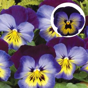 Afbeelding van Viola P9 Grootbloemig Midnight glow